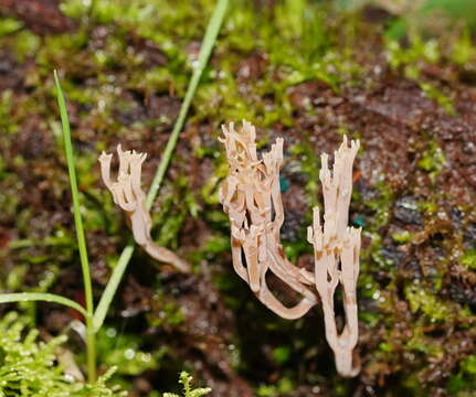 Image of Artomyces colensoi (Berk.) Jülich 1982