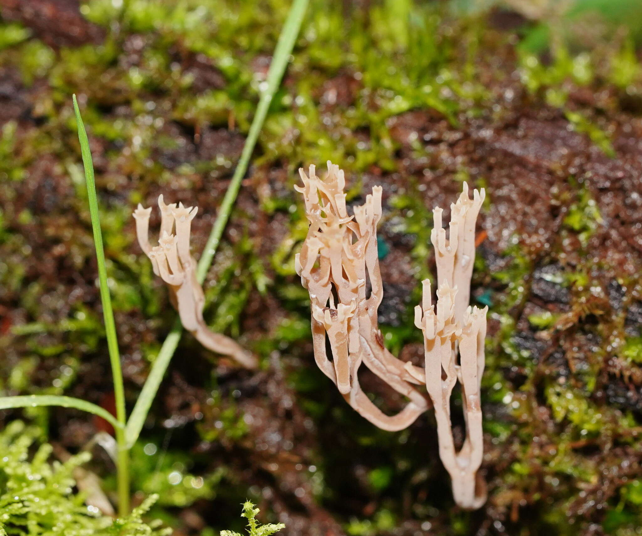 Image of Artomyces colensoi (Berk.) Jülich 1982