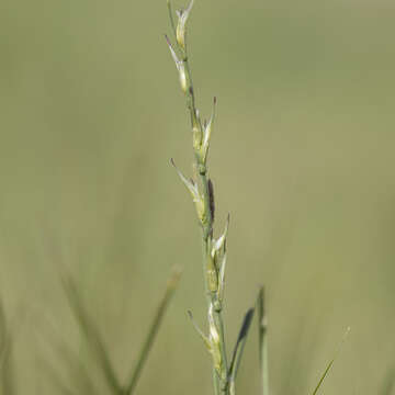 Image of Uranthoecium truncatum (Maiden & Betche) Stapf