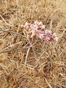 Image of Asclepias fournieri R. E. Woodson