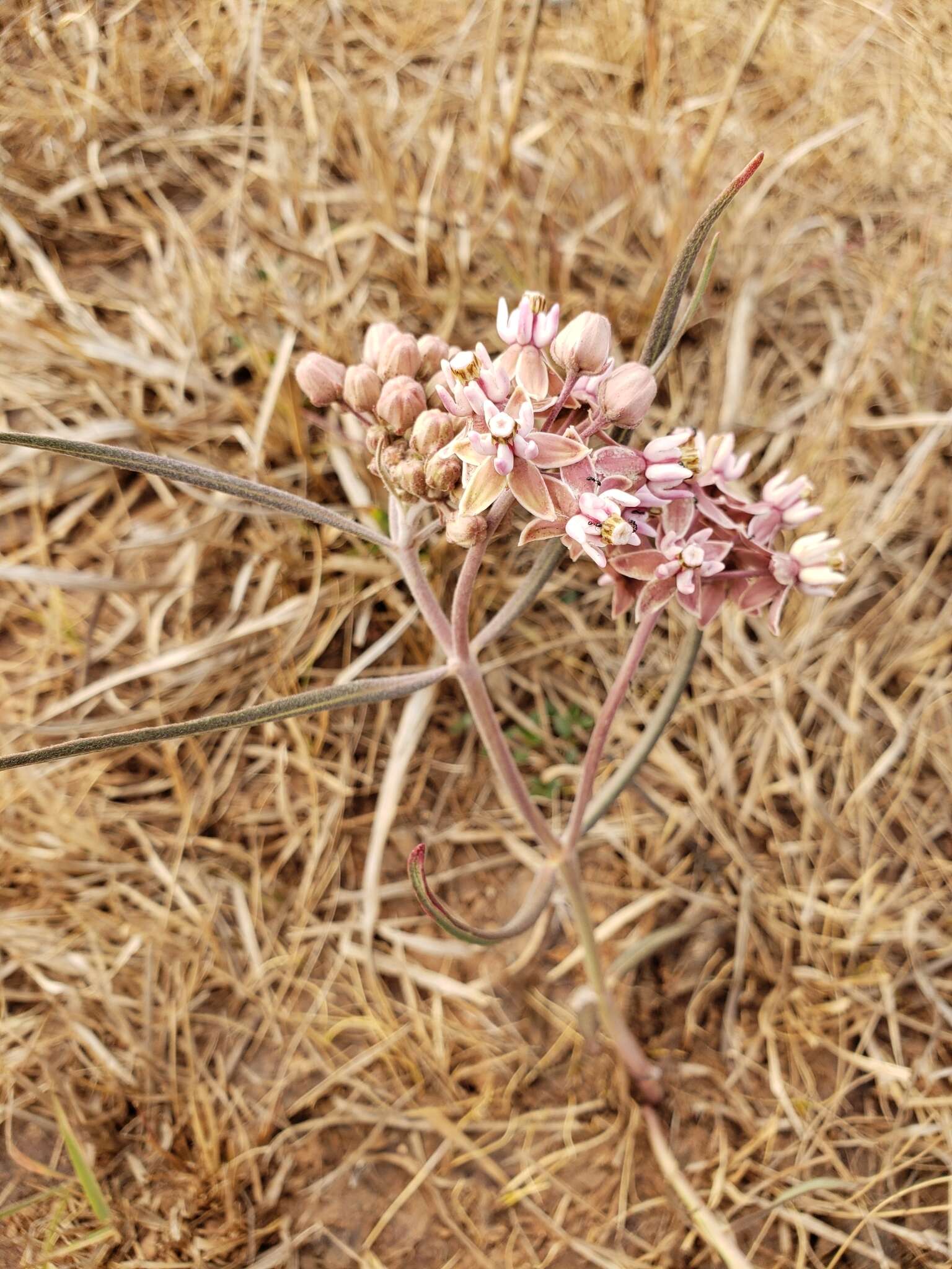 Image of Asclepias fournieri R. E. Woodson