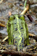 Image of Eurasian Marsh Frog