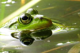 Sivun Lithobates clamitans (Latreille ex Sonnini de Manoncourt & Latreille 1801) kuva