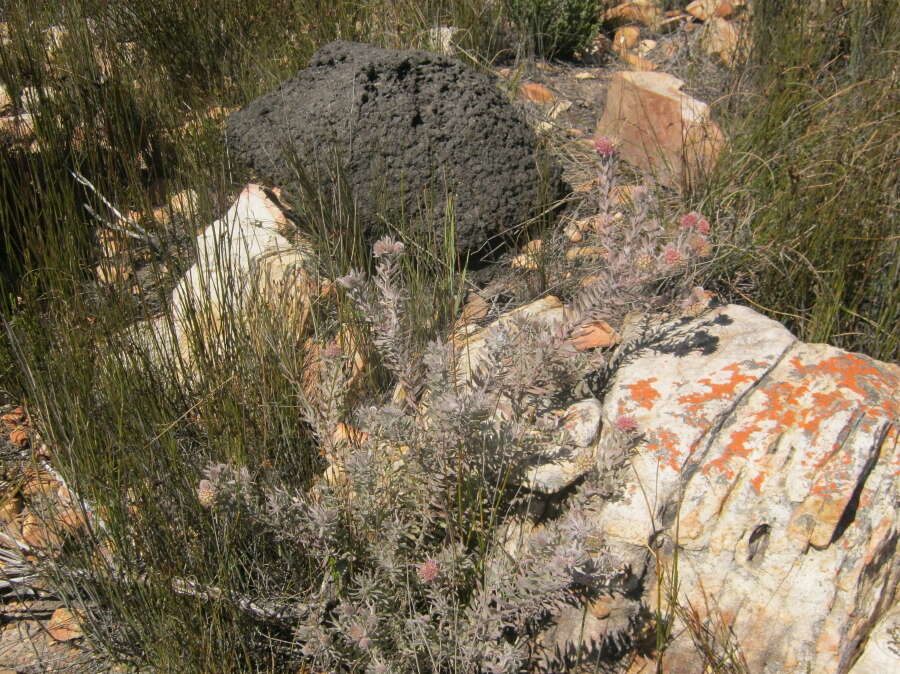 Plancia ëd Leucospermum wittebergense Compton