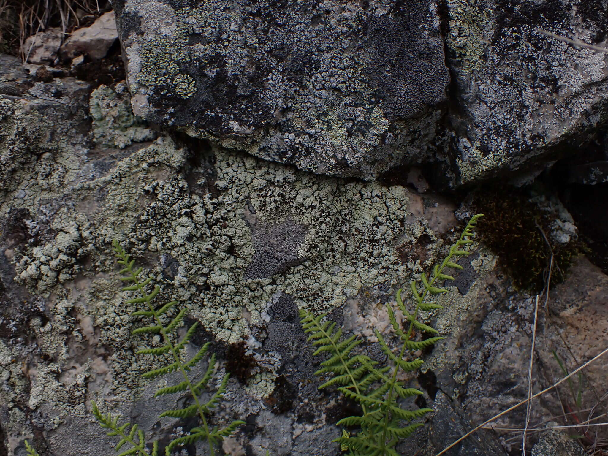 Слика од Lecanora argopholis (Ach.) Ach.