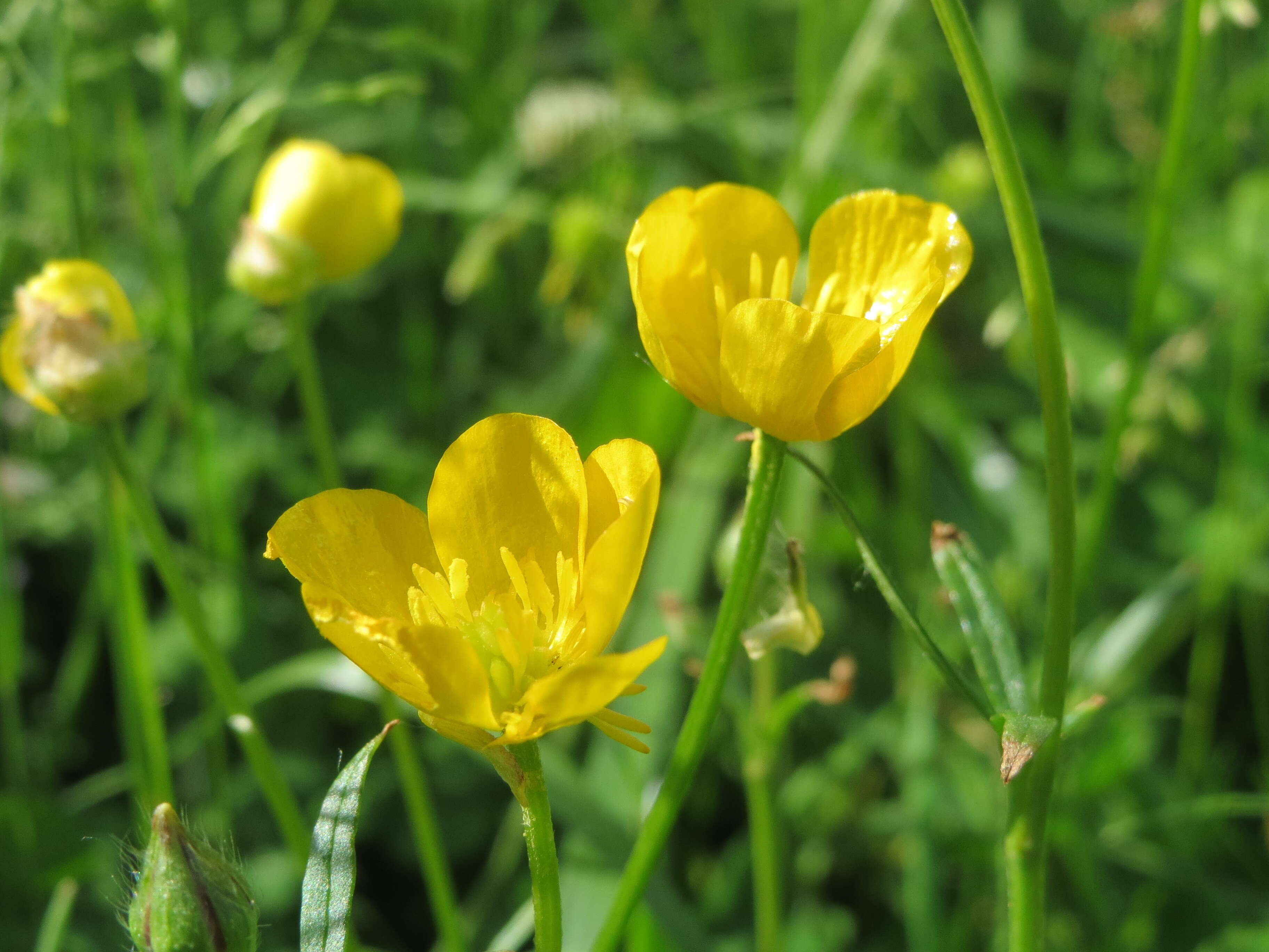 Ranunculus bulbosus L.的圖片