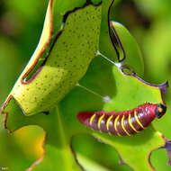 Plancia ëd Phocides pigmalion