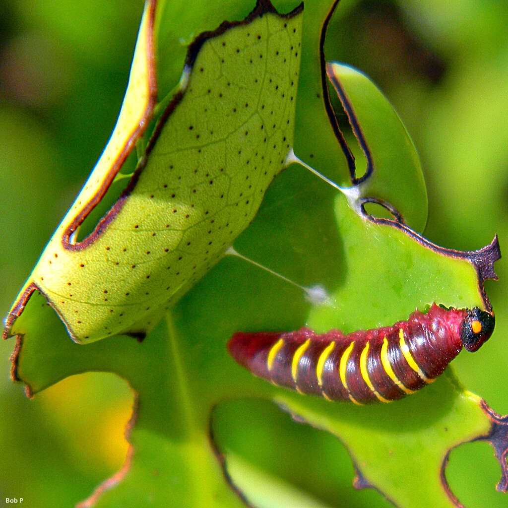 Plancia ëd Phocides pigmalion