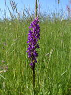 Image of Stately Dactylorhiza