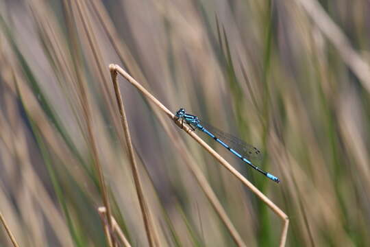 Image of Azure Bluet