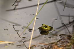 Image of Green Frog