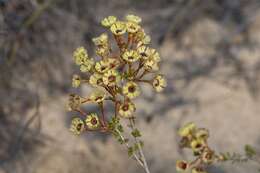 Imagem de Pileanthus peduncularis Endl.