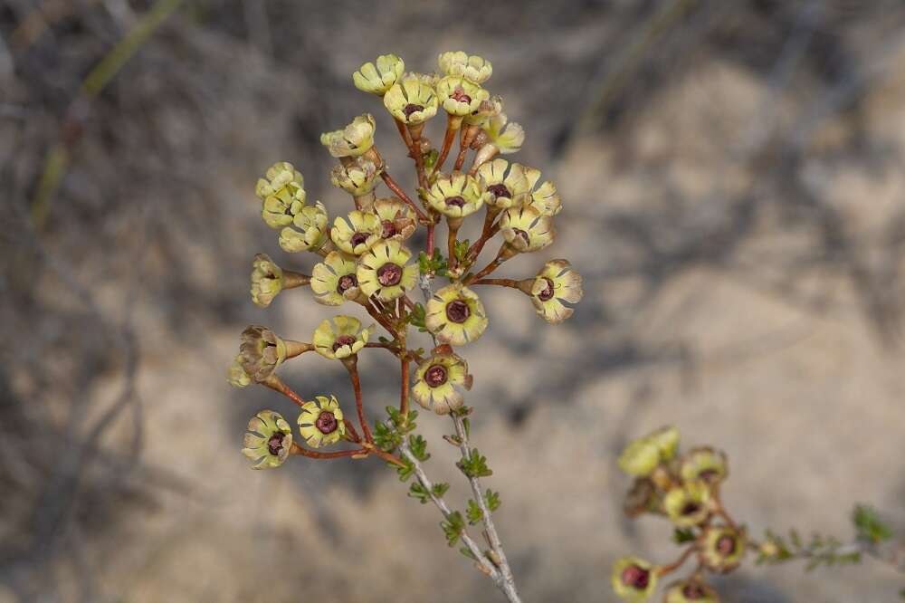 Imagem de Pileanthus peduncularis Endl.