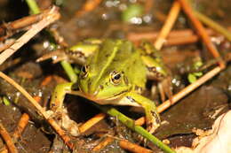 Image de Petite grenouille verte