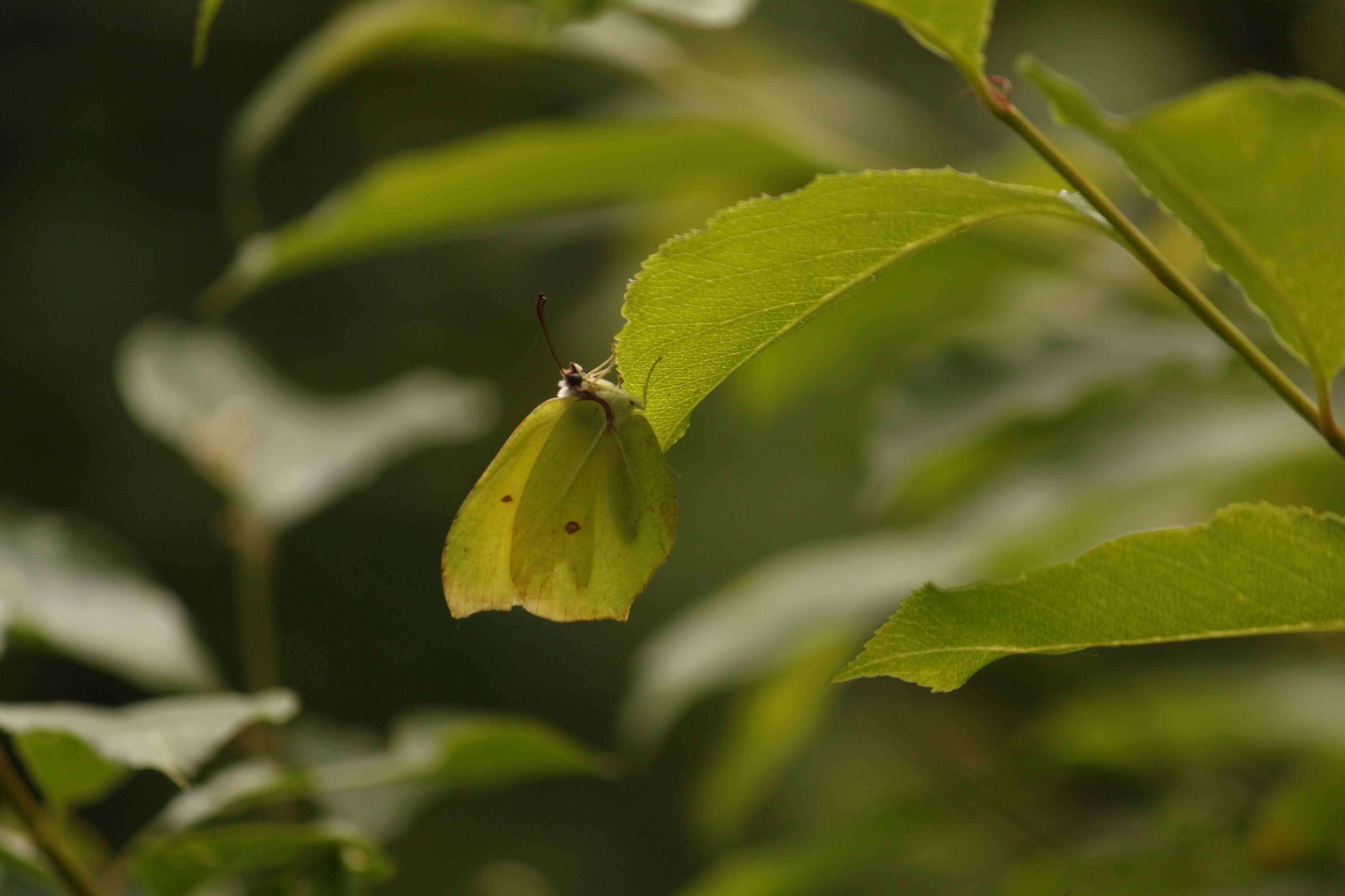 Imagem de Gonepteryx rhamni (Linnaeus 1758)