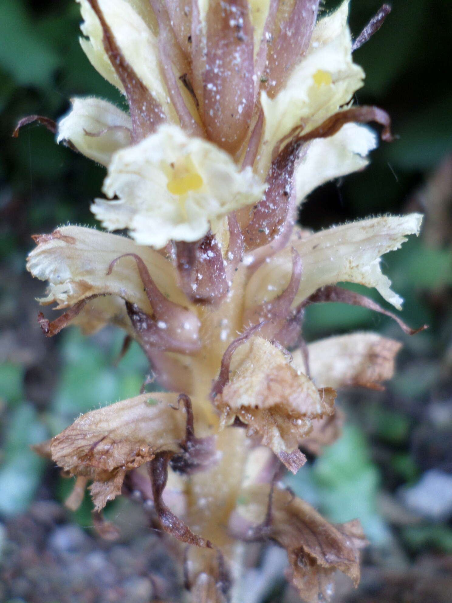 Image of ivy broomrape