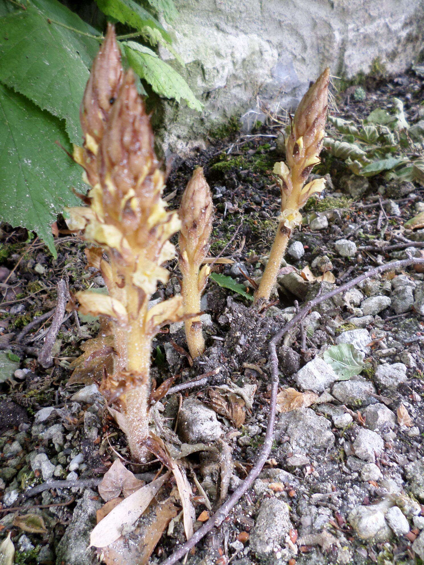 Image of ivy broomrape