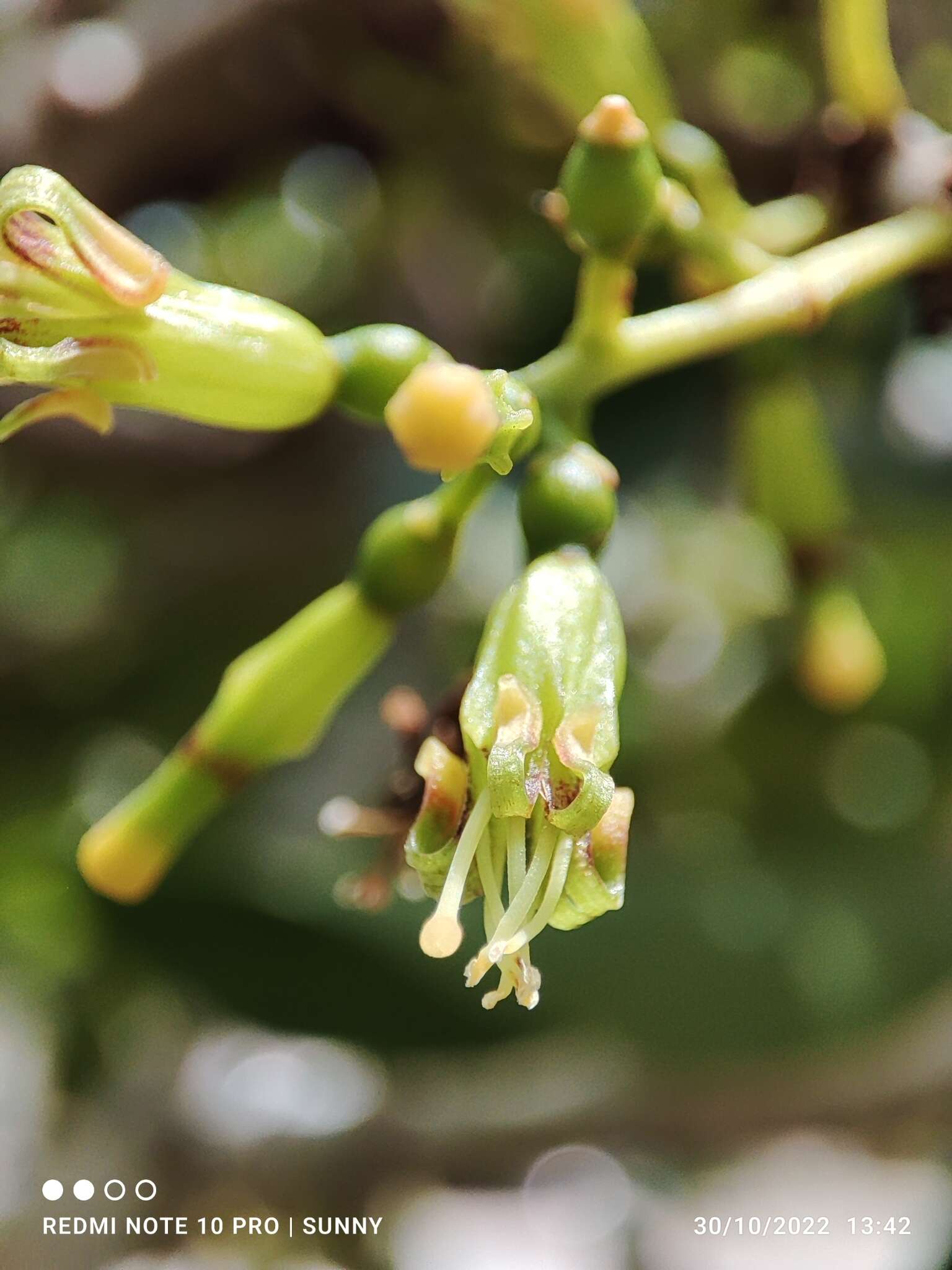 Слика од Macrosolen cochinchinensis (Lour.) van Tiegh.