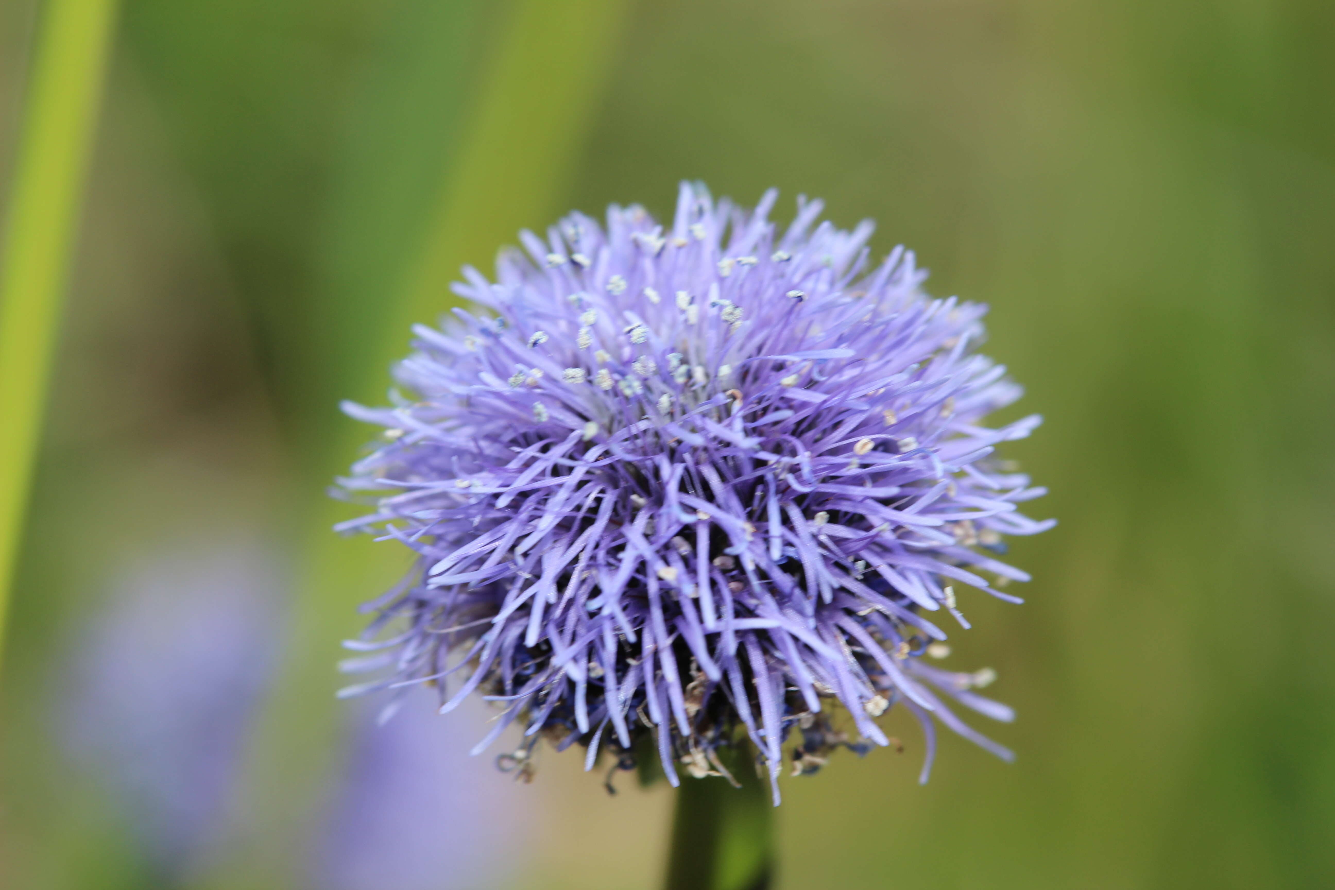 Image of Globularia bisnagarica L.