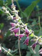 Imagem de Salvia castanea Diels