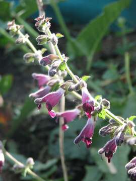 Image of Salvia castanea Diels