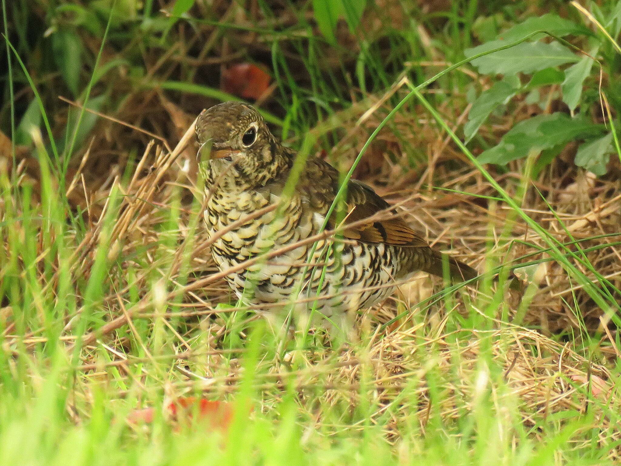 Image of Bassian Thrush