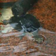 Image of Cotinga River Toadhead Turtle