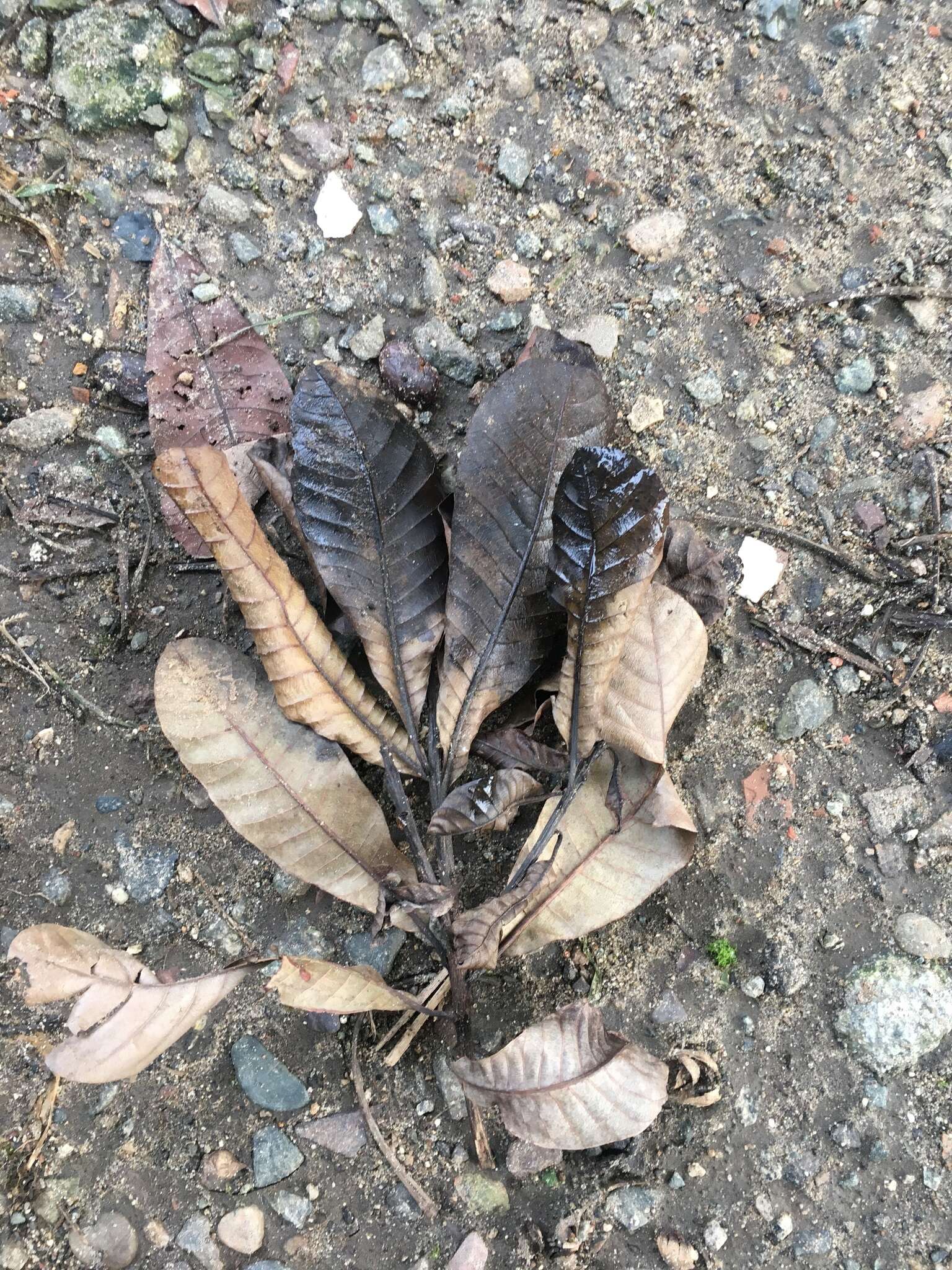 Image of Wild Cashew