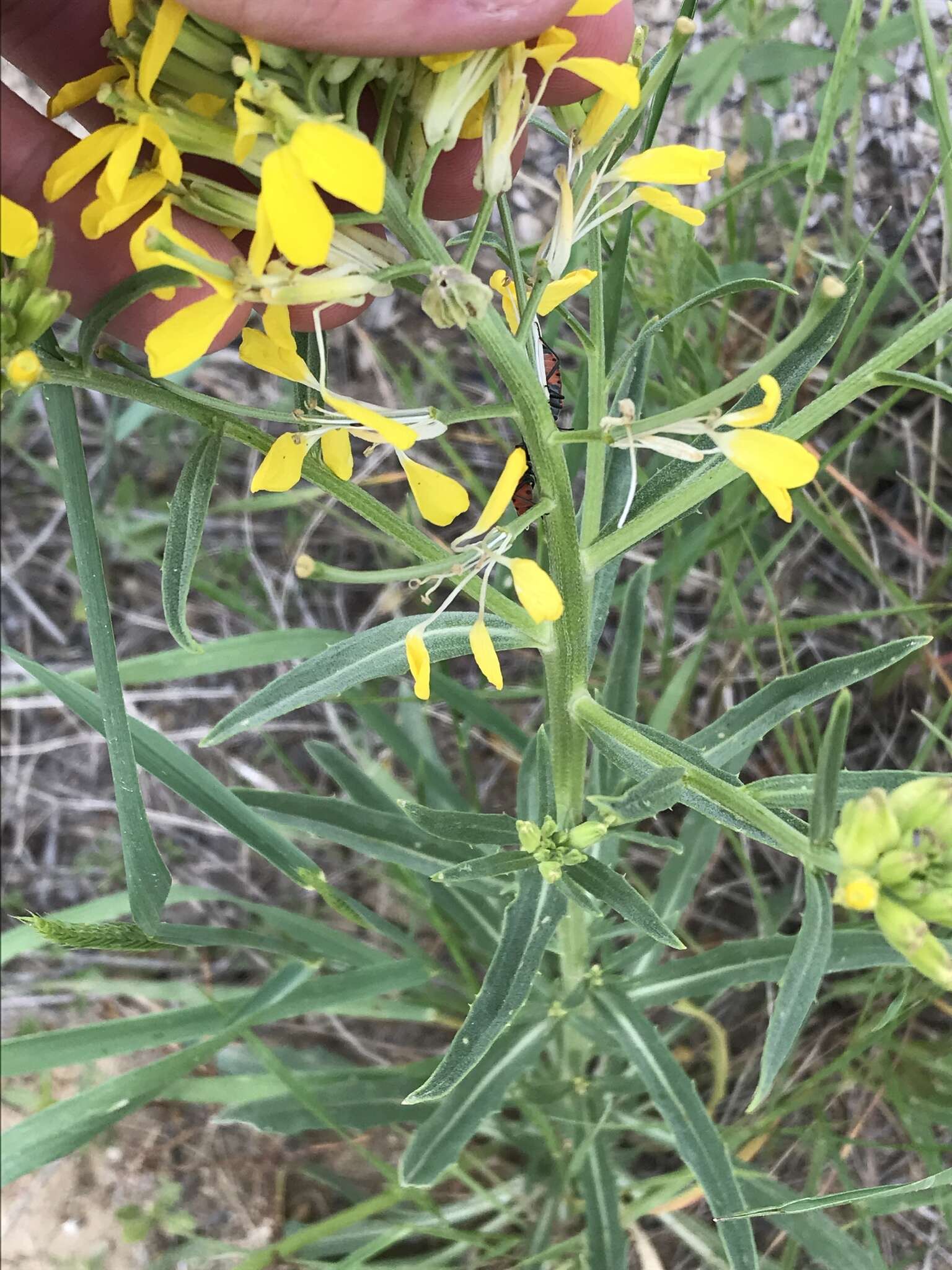 Imagem de Erysimum asperum (Nutt.) DC.