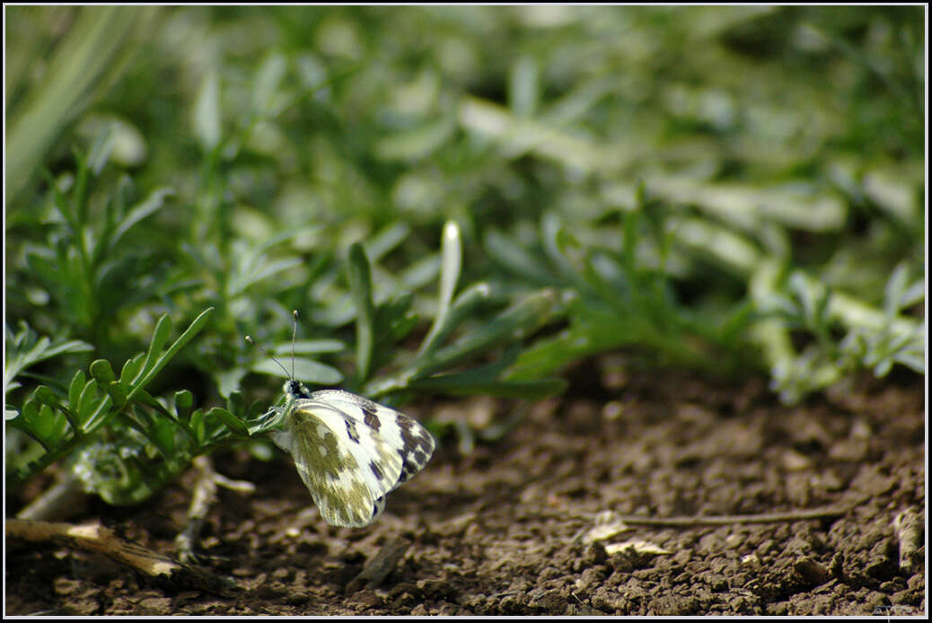 Image of Bath White