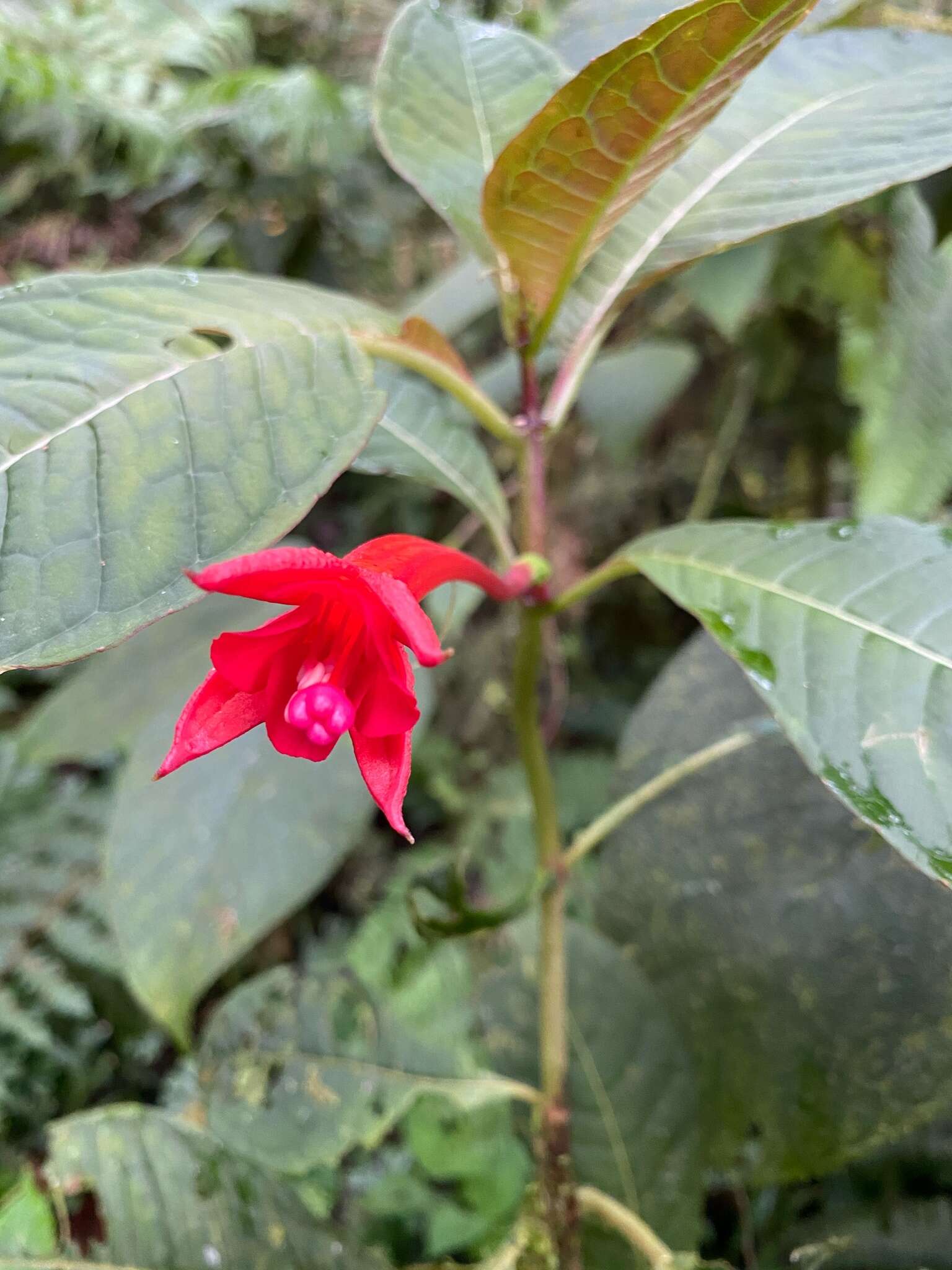 Plancia ëd Fuchsia macrostigma Benth.