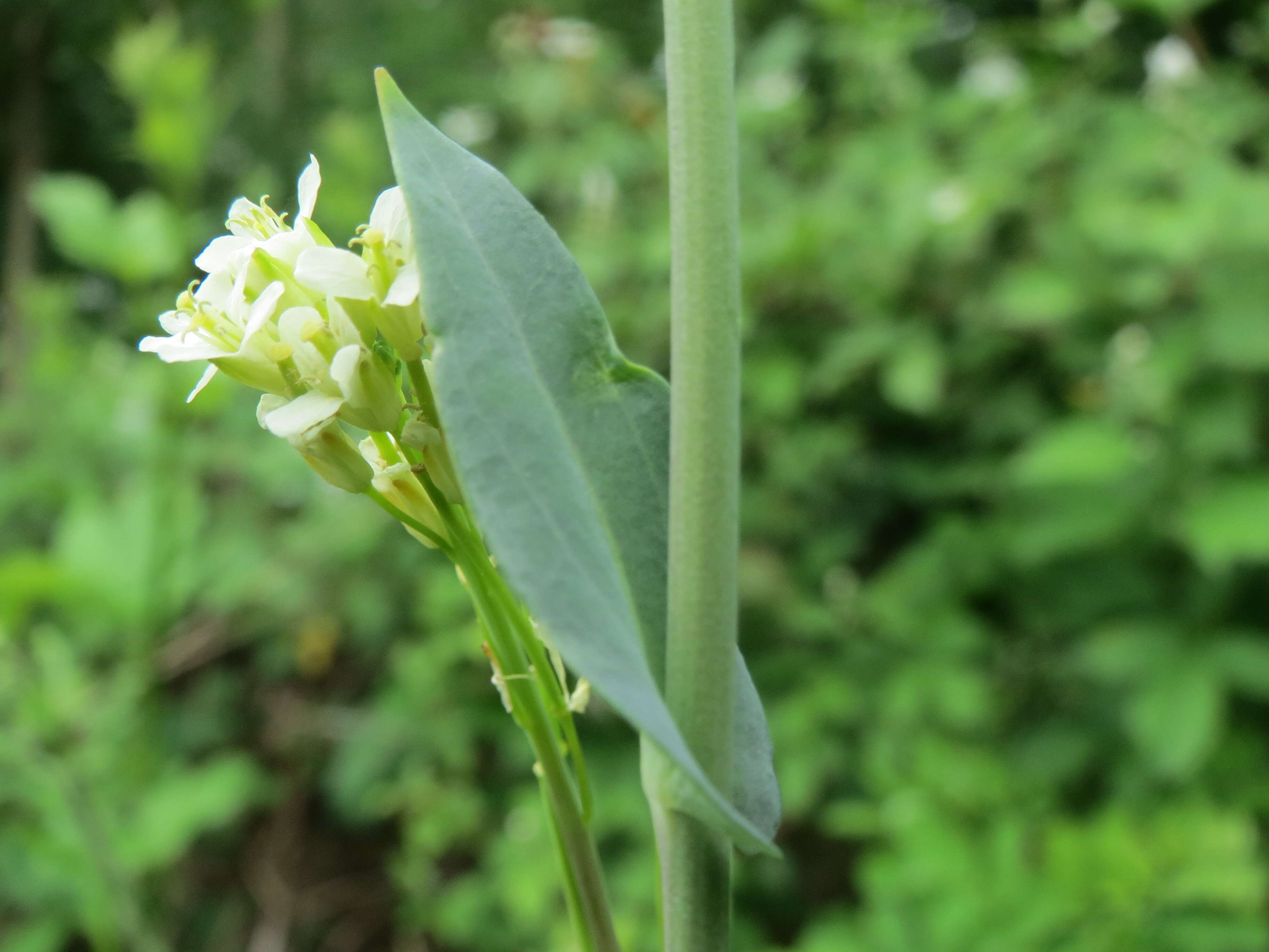 Слика од Turritis glabra