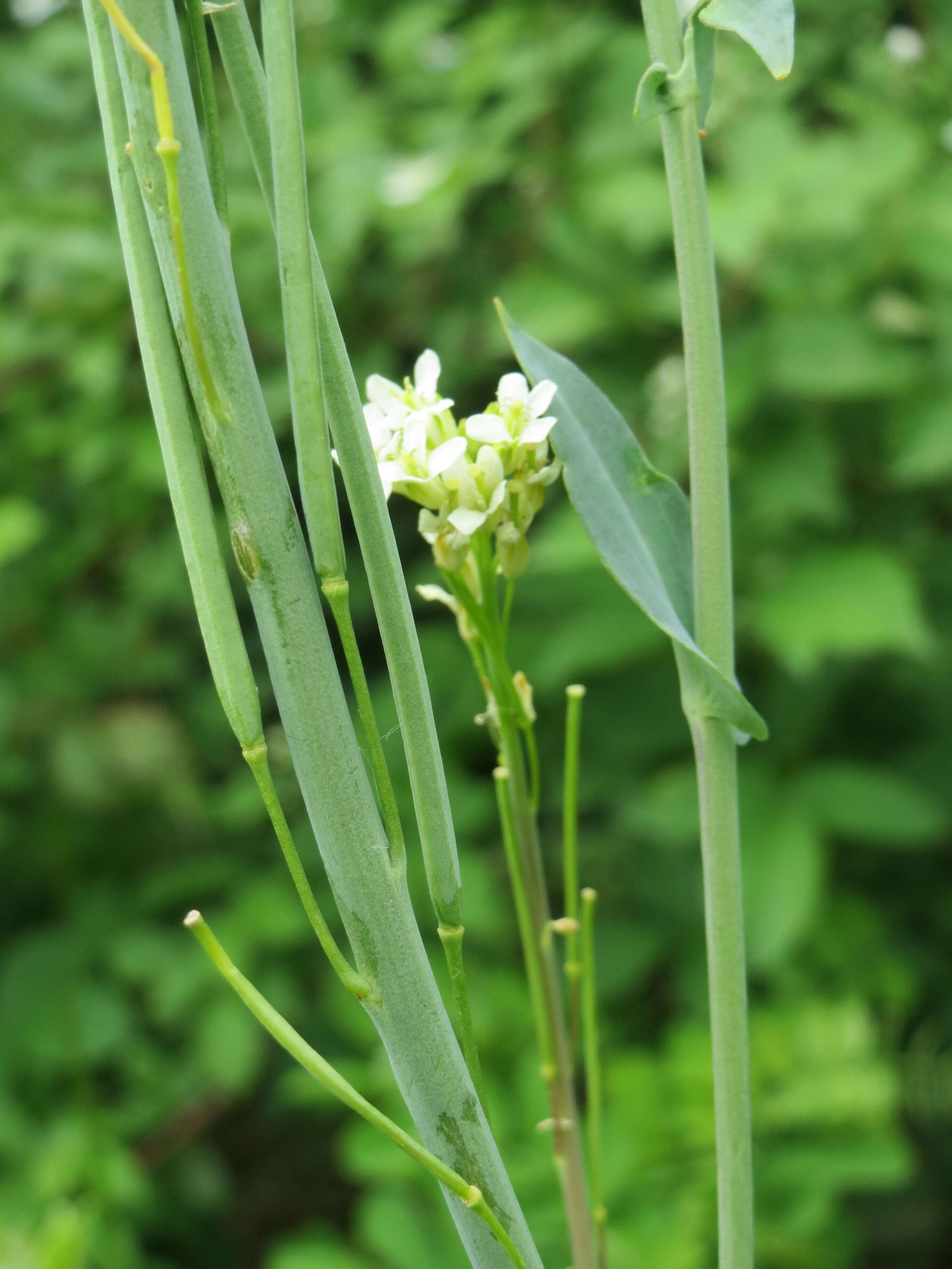 Слика од Turritis glabra