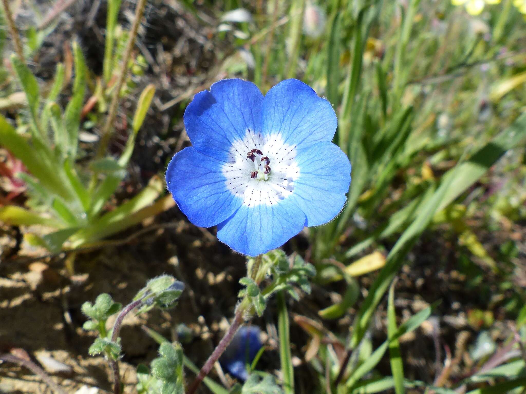 Imagem de Nemophila menziesii Hook. & Arnott