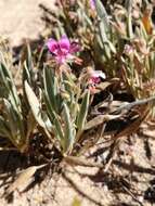 Image of Pelargonium caespitosum subsp. caespitosum