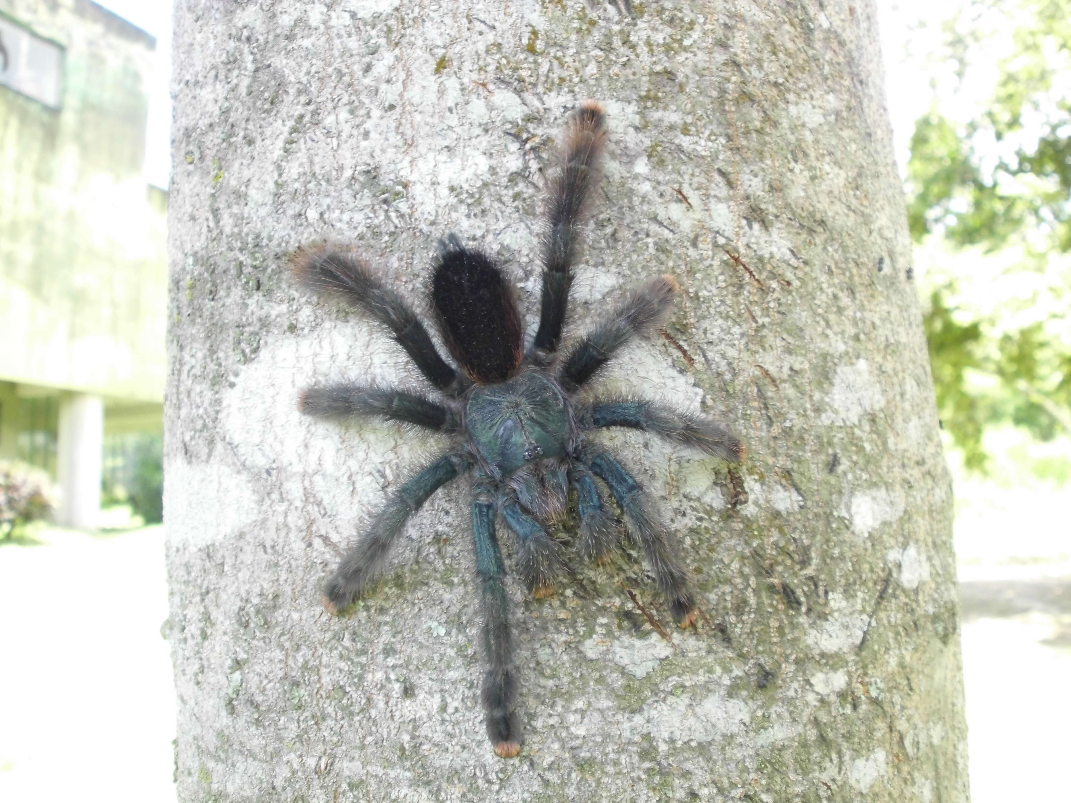 Image of Pinktoe tarantula