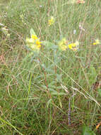 Plancia ëd Rhinanthus minor L.