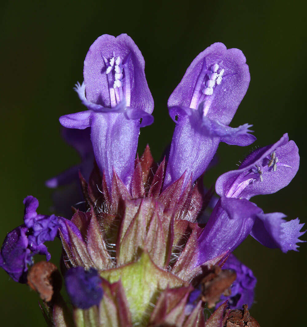 Plancia ëd Prunella vulgaris subsp. asiatica (Nakai) H. Hara