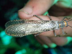 Image of Midwestern Salmonfly