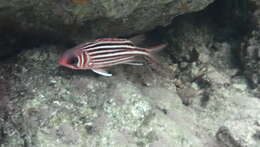 Image of Red Striped Squirrelfish