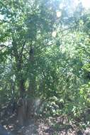 Image of Arizona sycamore