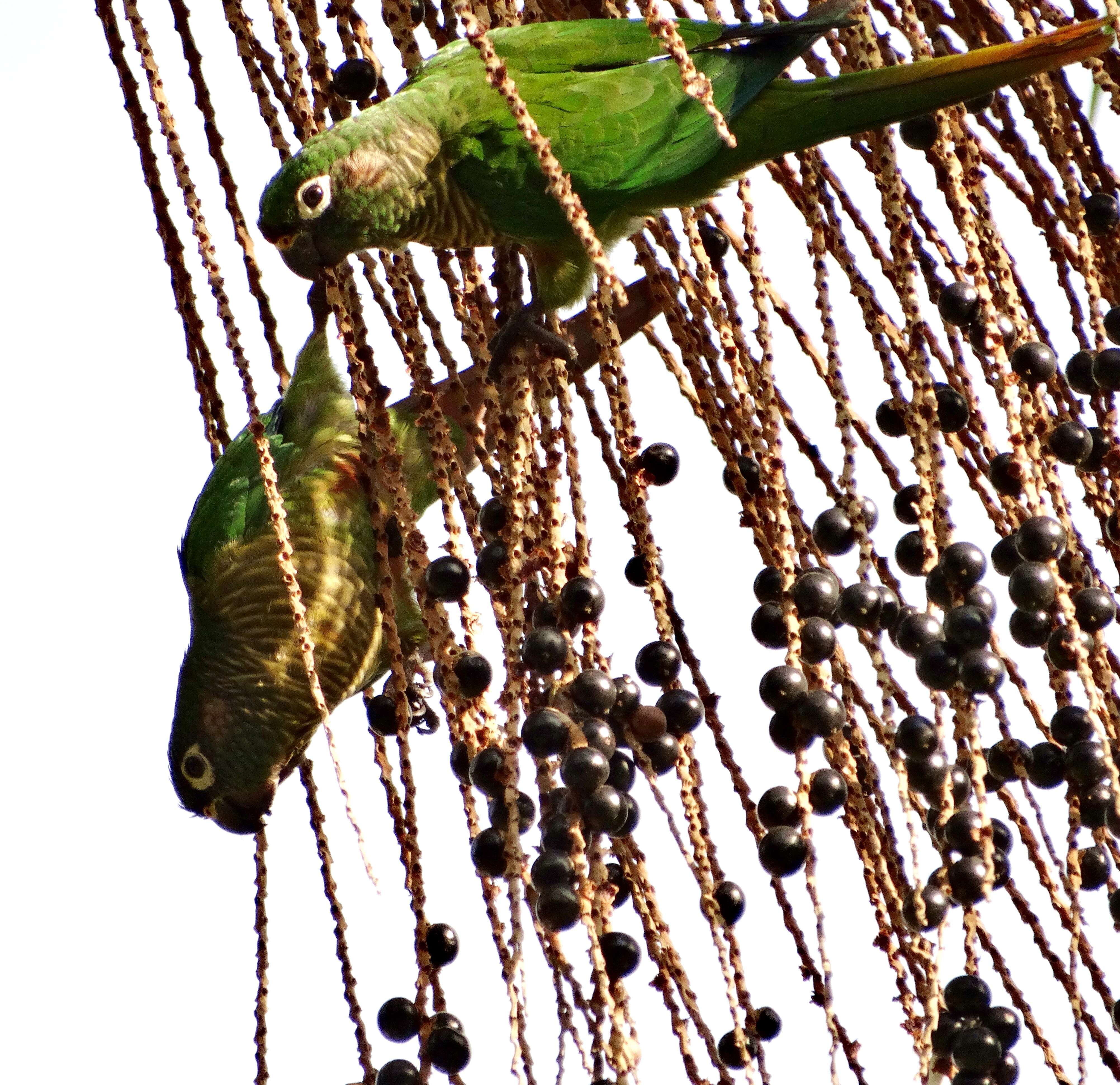 Image of Maroon-bellied Parakeet