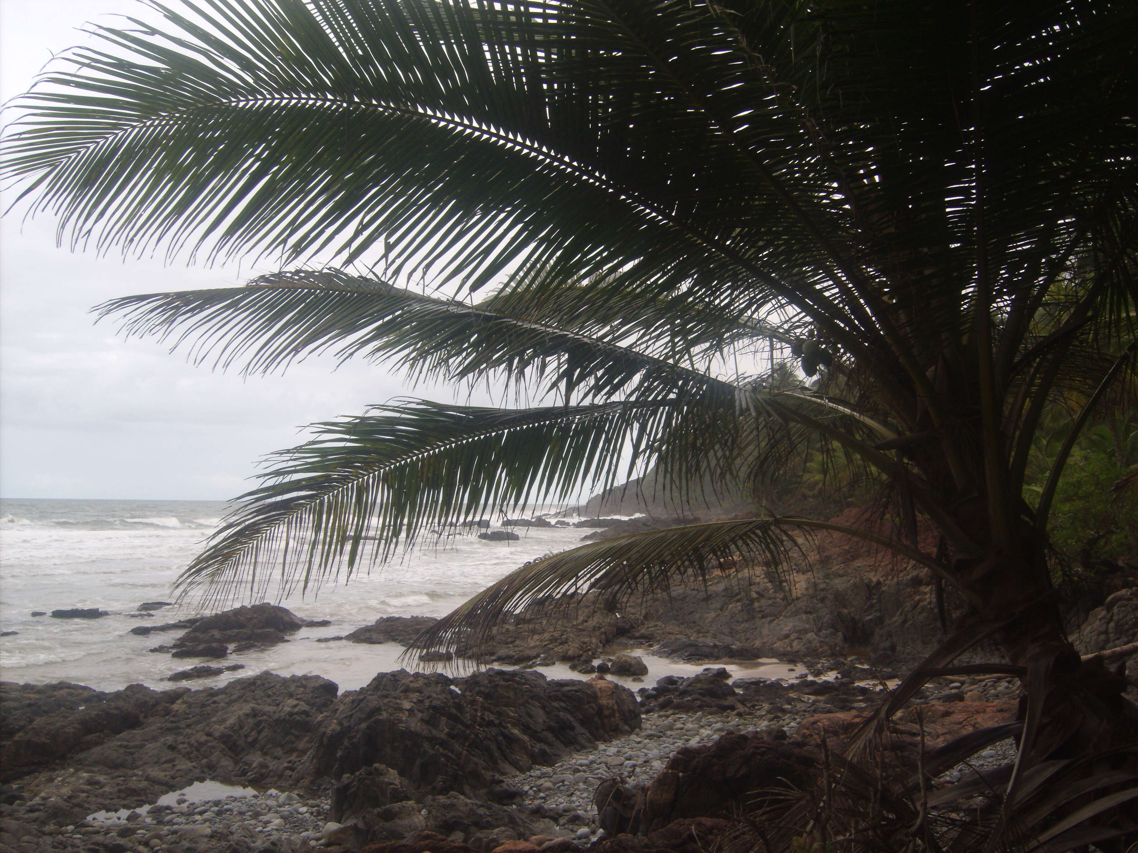 Image of coconut palm