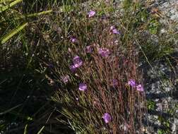 Image of Chattahoochee false foxglove