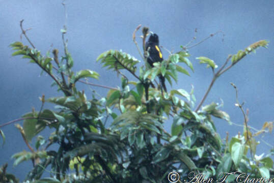 Imagem de Cacicus chrysonotus d'Orbigny & Lafresnaye 1838