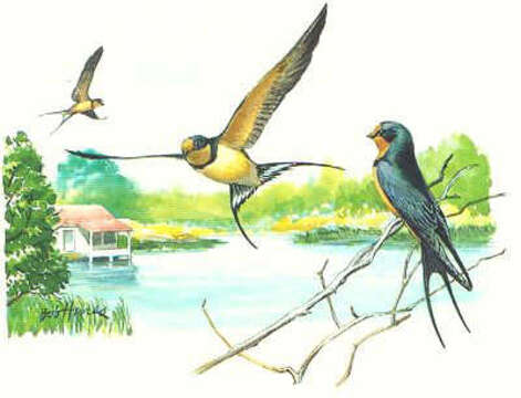 Image of Hirundo Linnaeus 1758