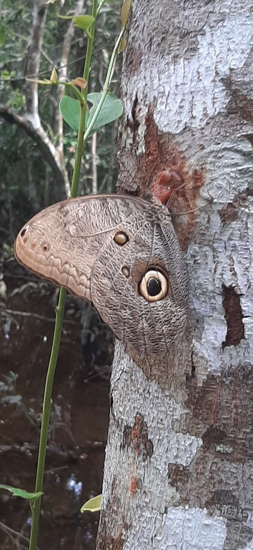 Imagem de Caligo eurilochus Cramer 1776