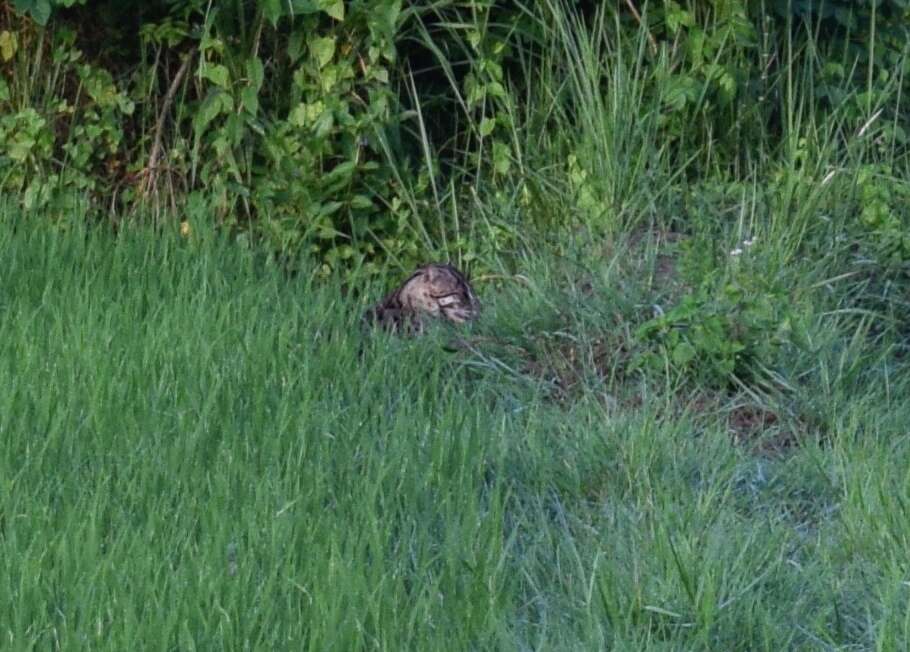 Image of Fishing Cat