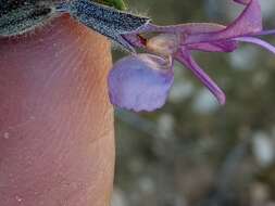 Image of Salvia jordanii