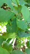 Image of Witch Hazel Cone Gall Aphid